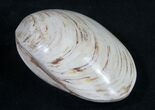 Wide Fossil Clam - Jurassic #9798-1